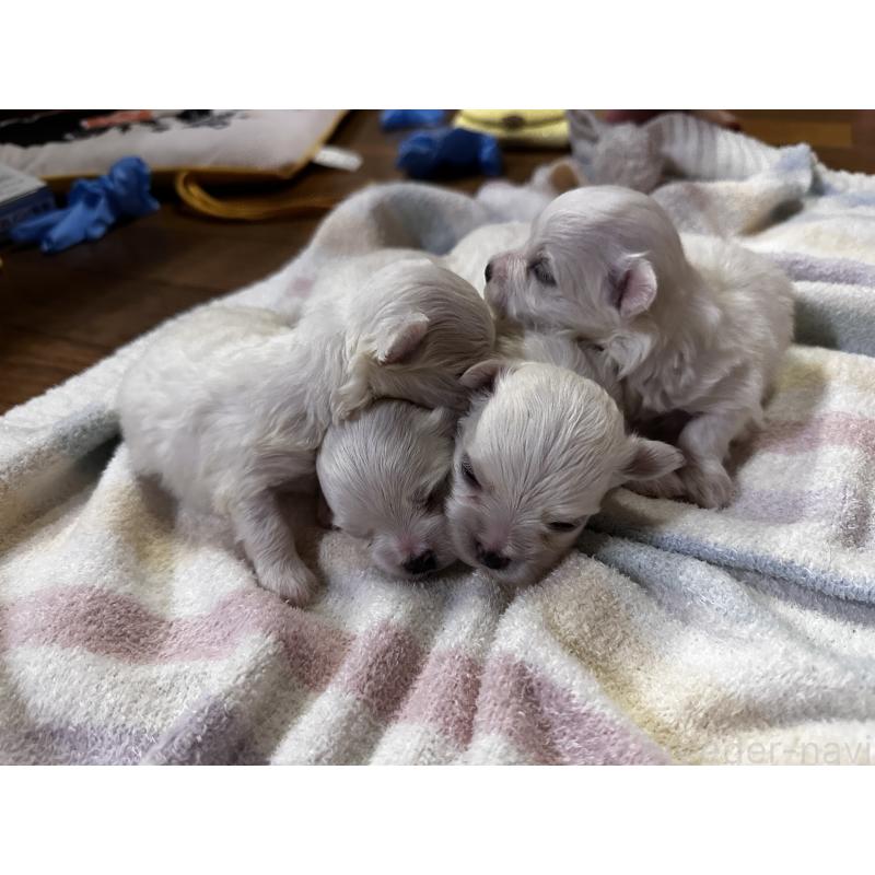 販売中の熊本県のマルチーズ-413659の5枚目