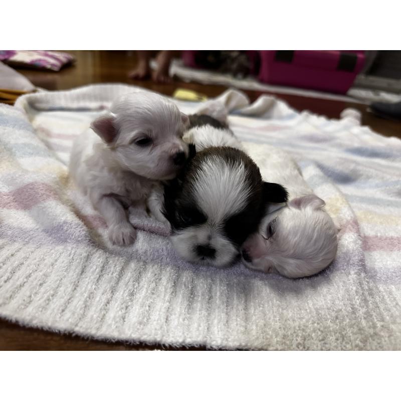 販売中の熊本県のマルチーズ-413659の4枚目