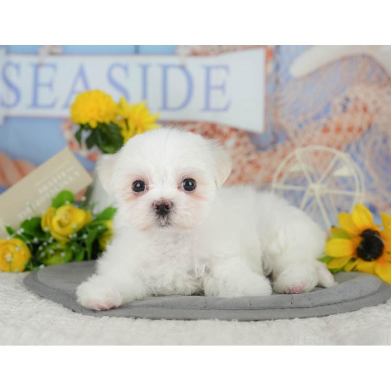 販売中の埼玉県のマルチーズ-413788の4枚目