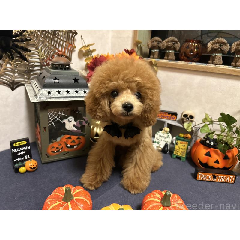 販売中の岡山県のタイニープードル-398905の10枚目