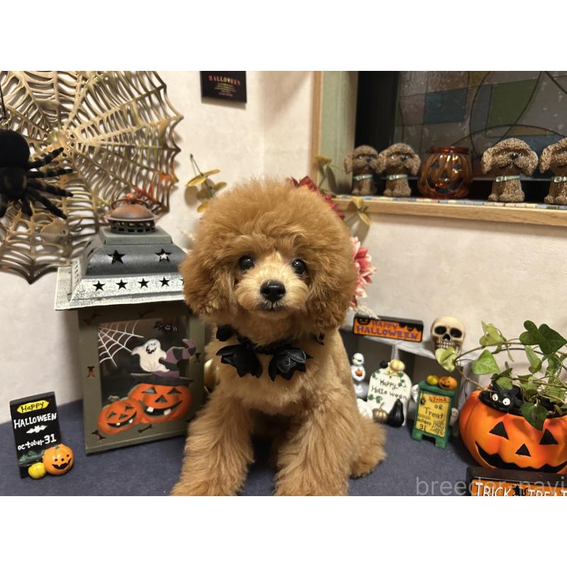 販売中の岡山県のタイニープードル-398905の7枚目