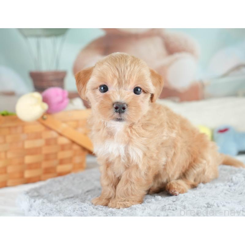 販売中の埼玉県のマルプー:マルチーズ×トイプードル-413768の9枚目