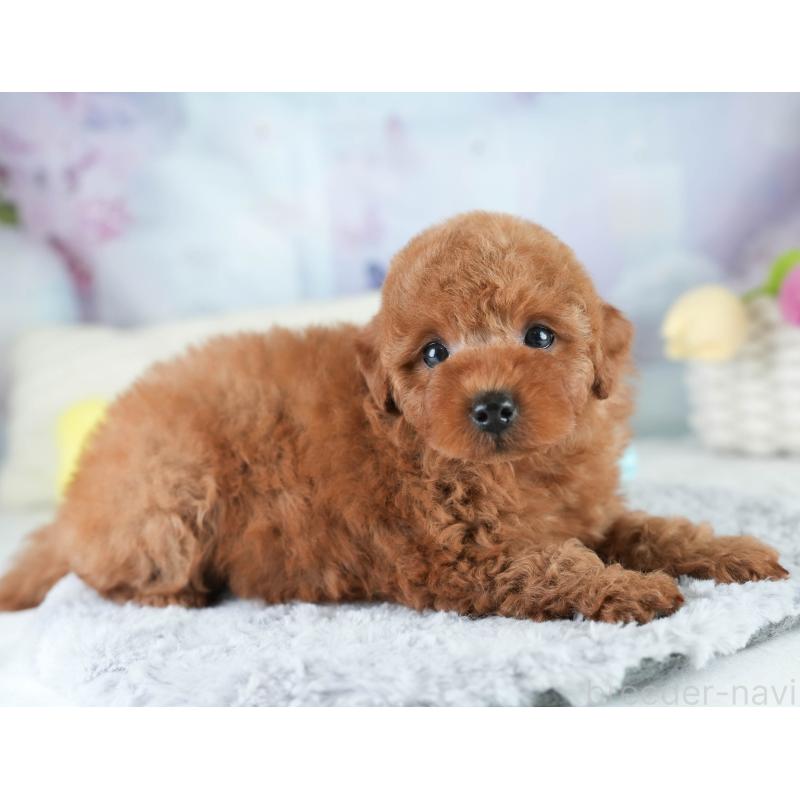 販売中の埼玉県のトイプードル-413751の10枚目
