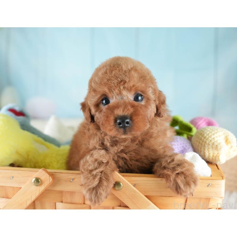 販売中の埼玉県のトイプードル-413751の4枚目
