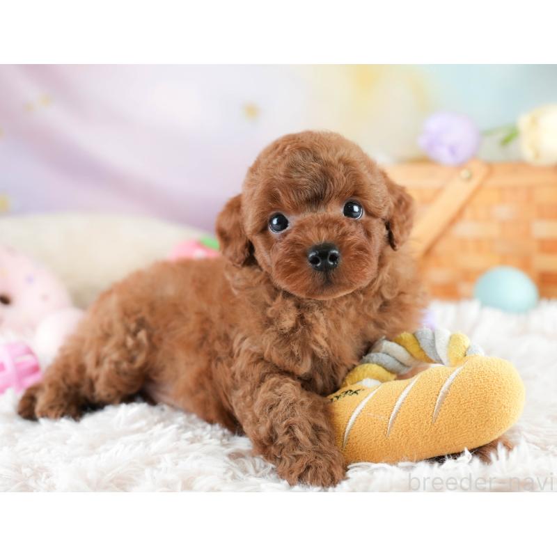 販売中の埼玉県のトイプードル-413744の6枚目