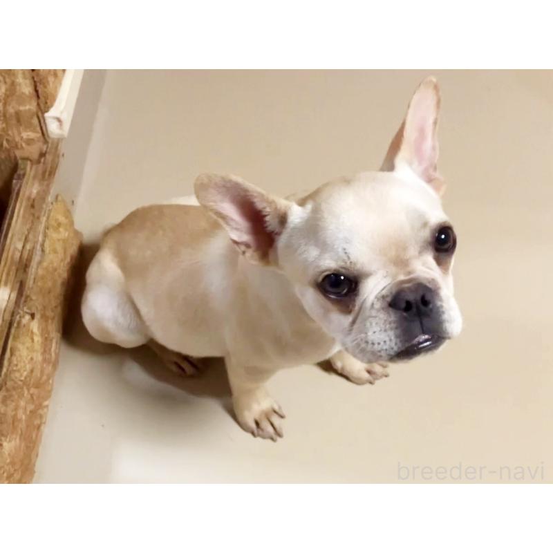 販売中の宮城県のフレンチブルドッグ-390623の3枚目