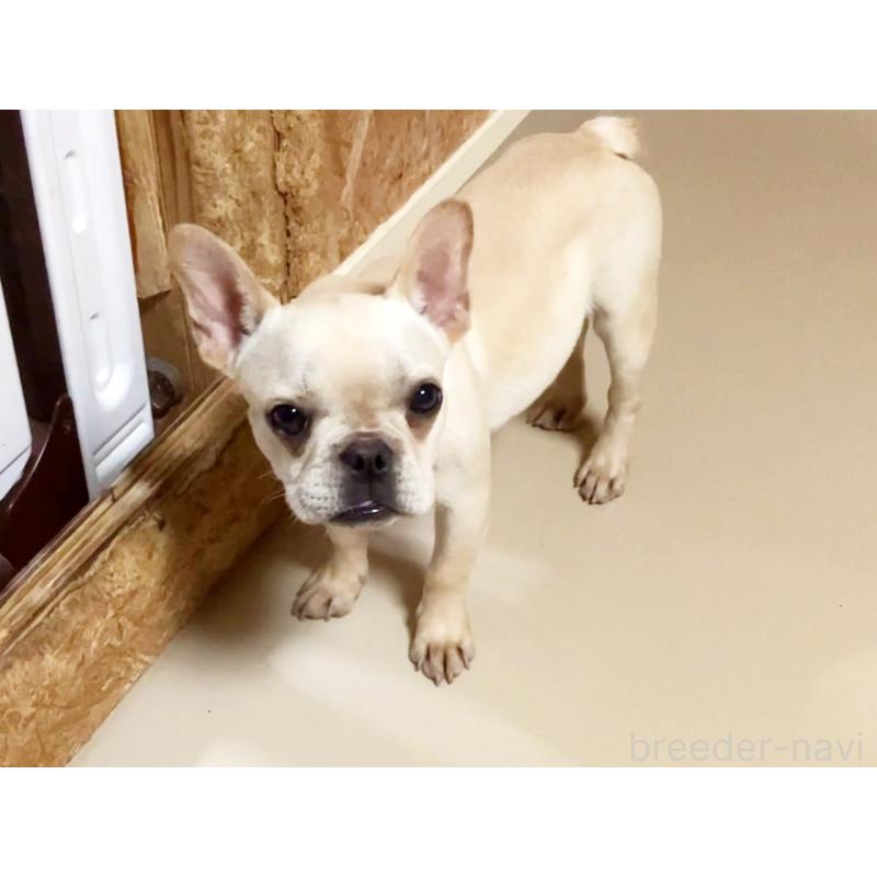 販売中の宮城県のフレンチブルドッグ-390623の2枚目