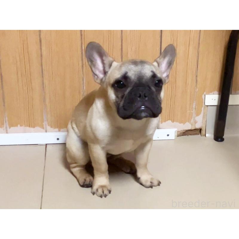 成約済の宮城県のフレンチブルドッグ-381148の3枚目
