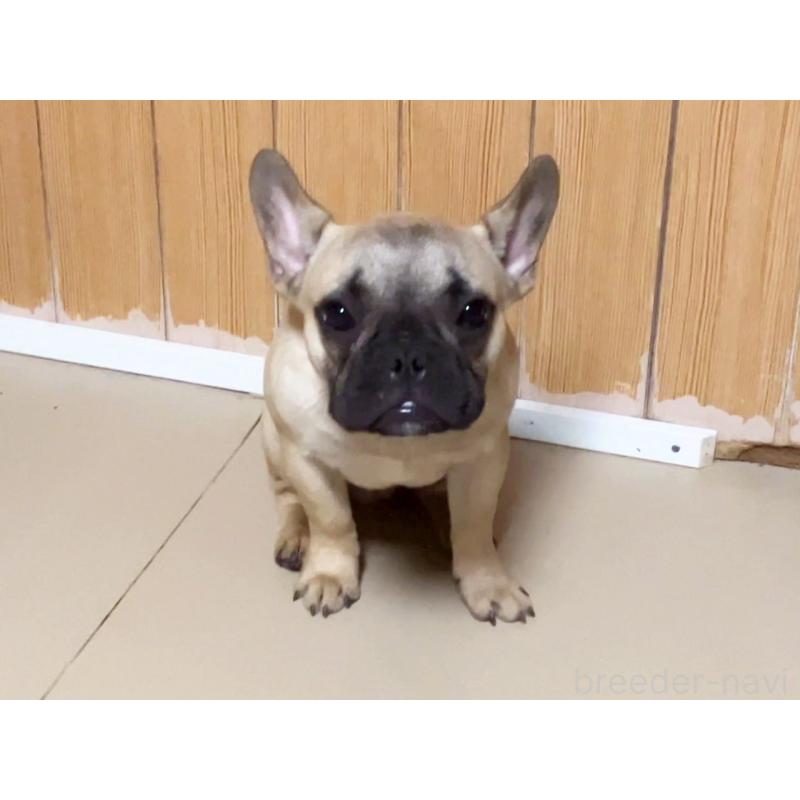 成約済の宮城県のフレンチブルドッグ-381148の2枚目