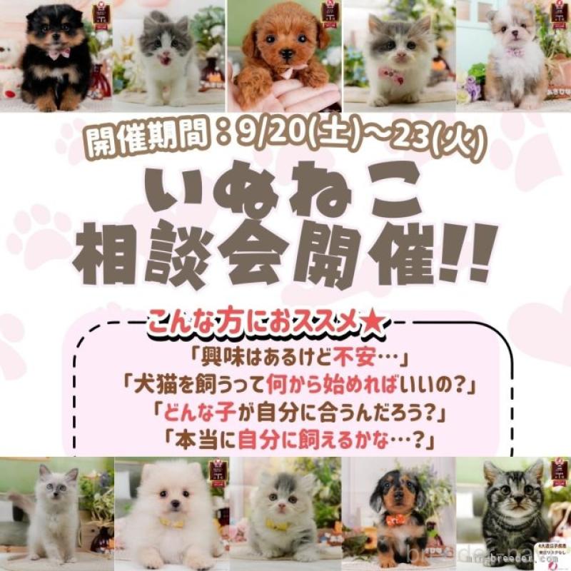 販売中の神奈川県のポメラニアン-413854の22枚目