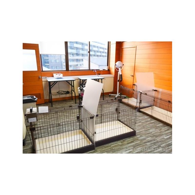 販売中の静岡県のマルプー:マルチーズ×トイプードル-413973の13枚目