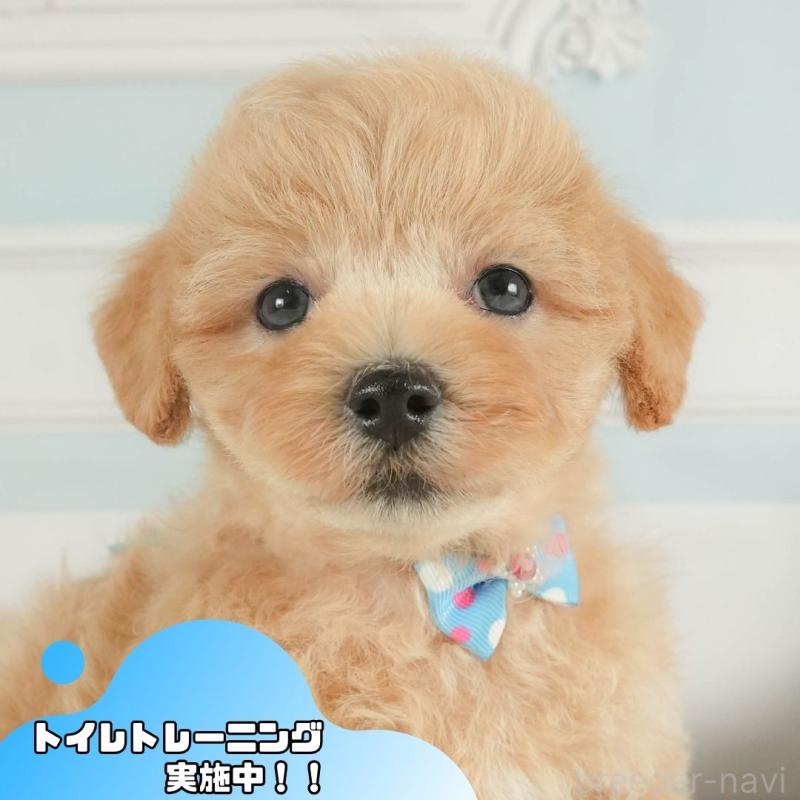 販売中ののマルプー:マルチーズ×トイプードル-413973