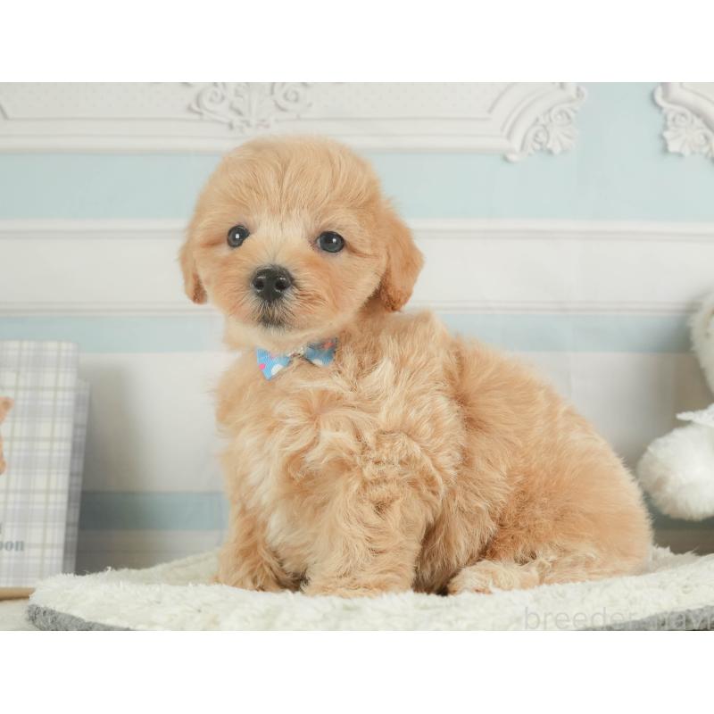 販売中の静岡県のマルプー:マルチーズ×トイプードル-413973の11枚目