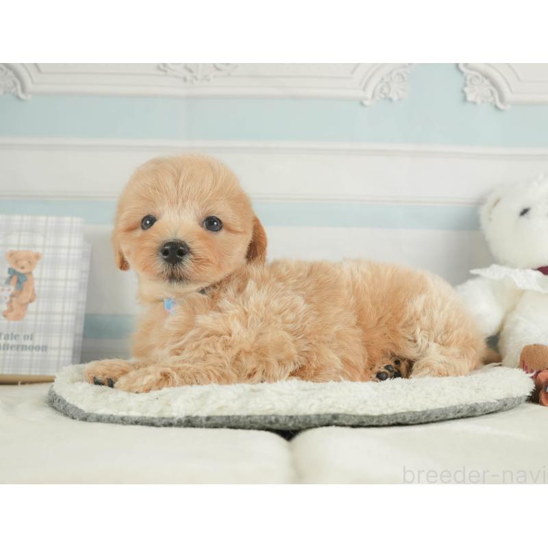 販売中の静岡県のマルプー:マルチーズ×トイプードル-413973の10枚目