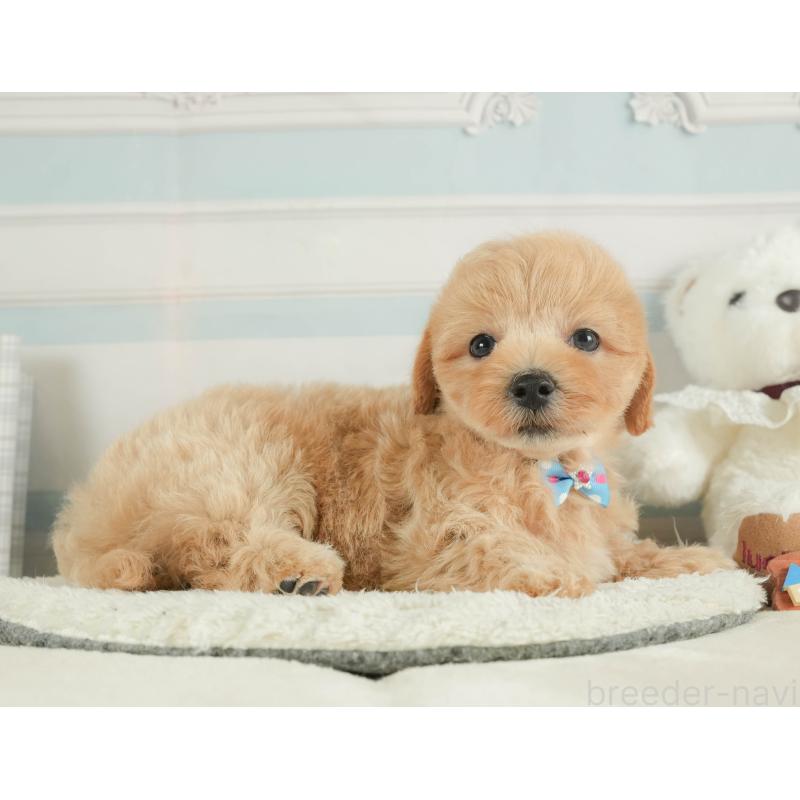 販売中の静岡県のマルプー:マルチーズ×トイプードル-413973の9枚目