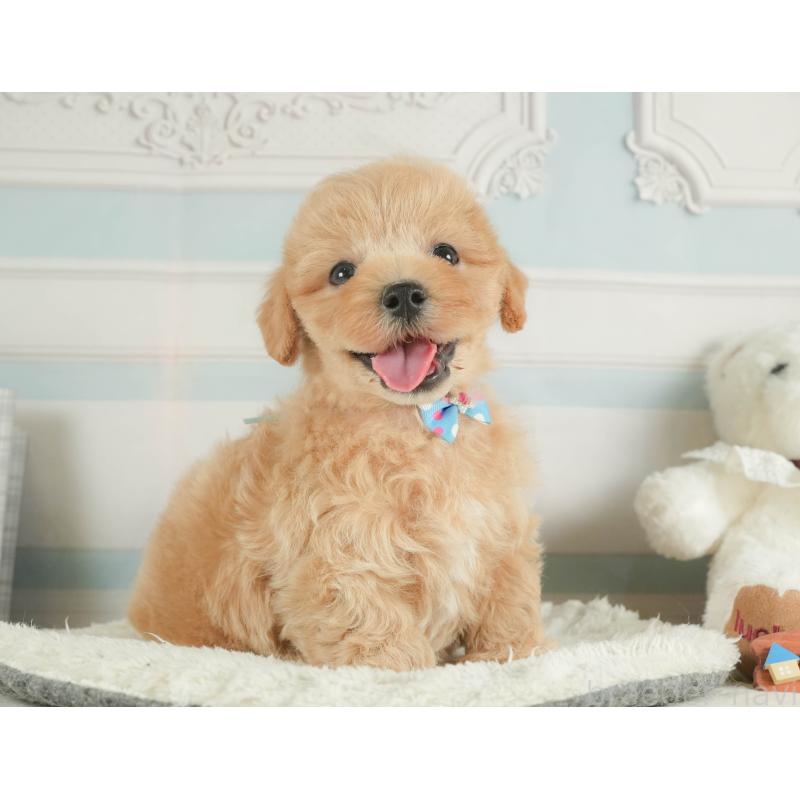 販売中の静岡県のマルプー:マルチーズ×トイプードル-413973の6枚目
