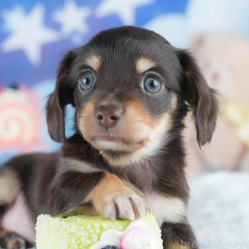 販売中の茨城県のミックス犬-414137