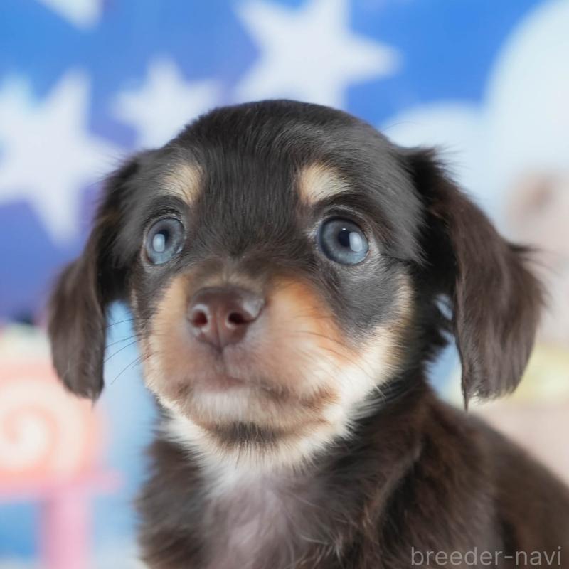 販売中の茨城県のミックス犬-414137の9枚目