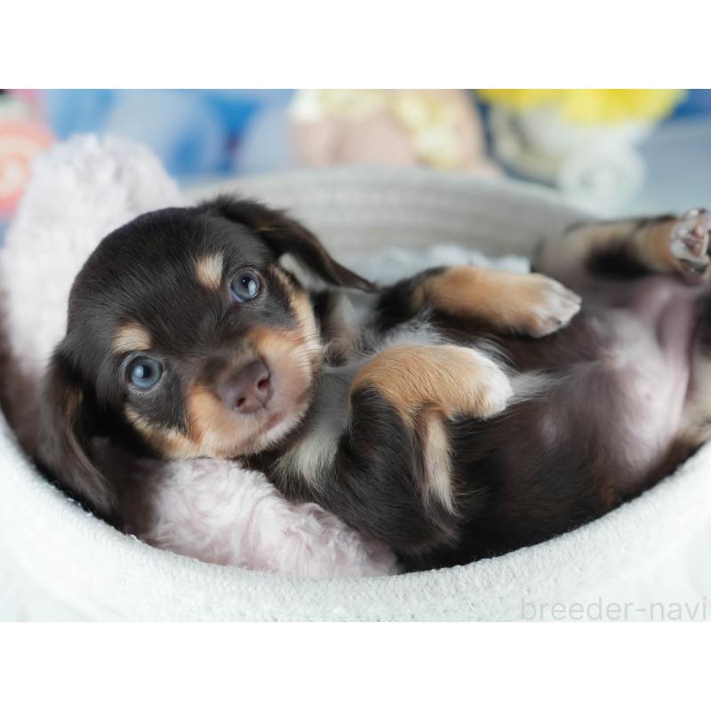 販売中の茨城県のミックス犬-414137の8枚目