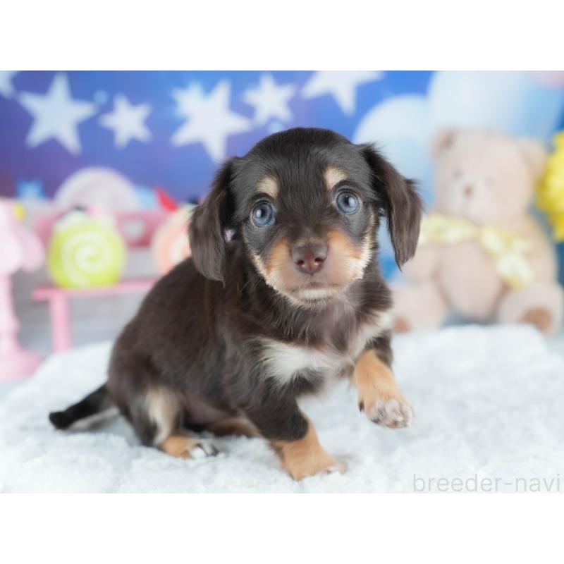 販売中の茨城県のミックス犬-414137の7枚目