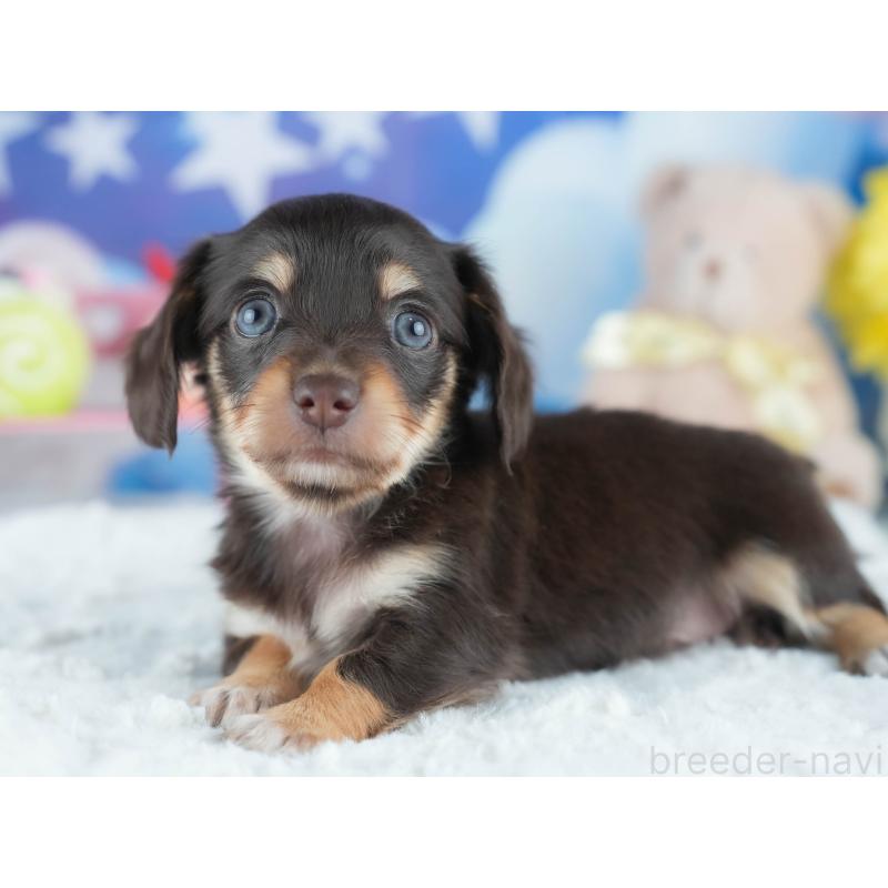 販売中の茨城県のミックス犬-414137の6枚目