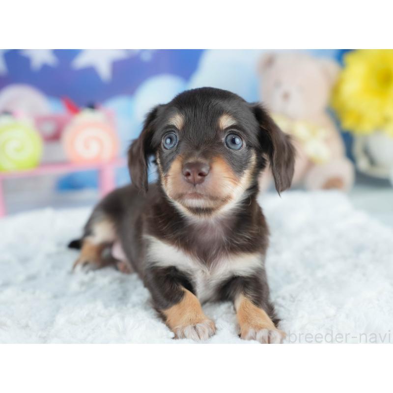 販売中の茨城県のミックス犬-414137の5枚目