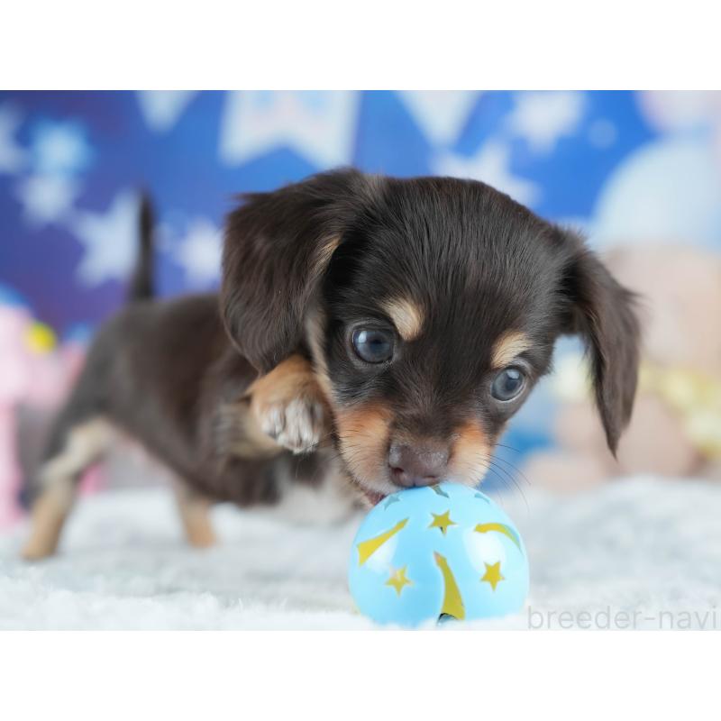 販売中の茨城県のミックス犬-414137の4枚目