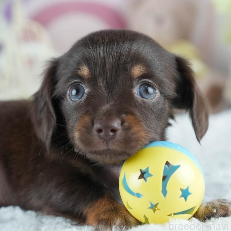 販売中の茨城県のミックス犬-414136