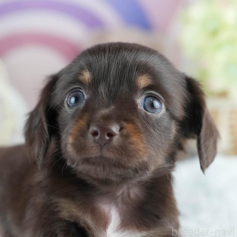 販売中の茨城県のミックス犬-414136の9枚目