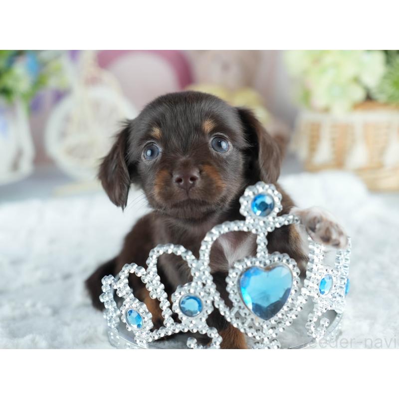 販売中の茨城県のミックス犬-414136の8枚目