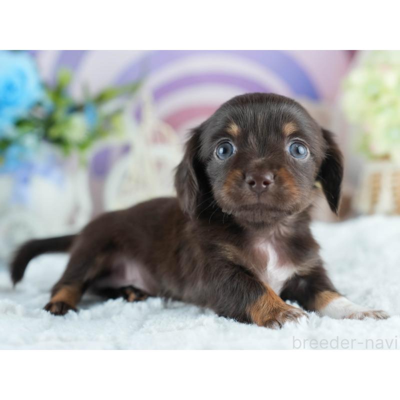 販売中の茨城県のミックス犬-414136の7枚目