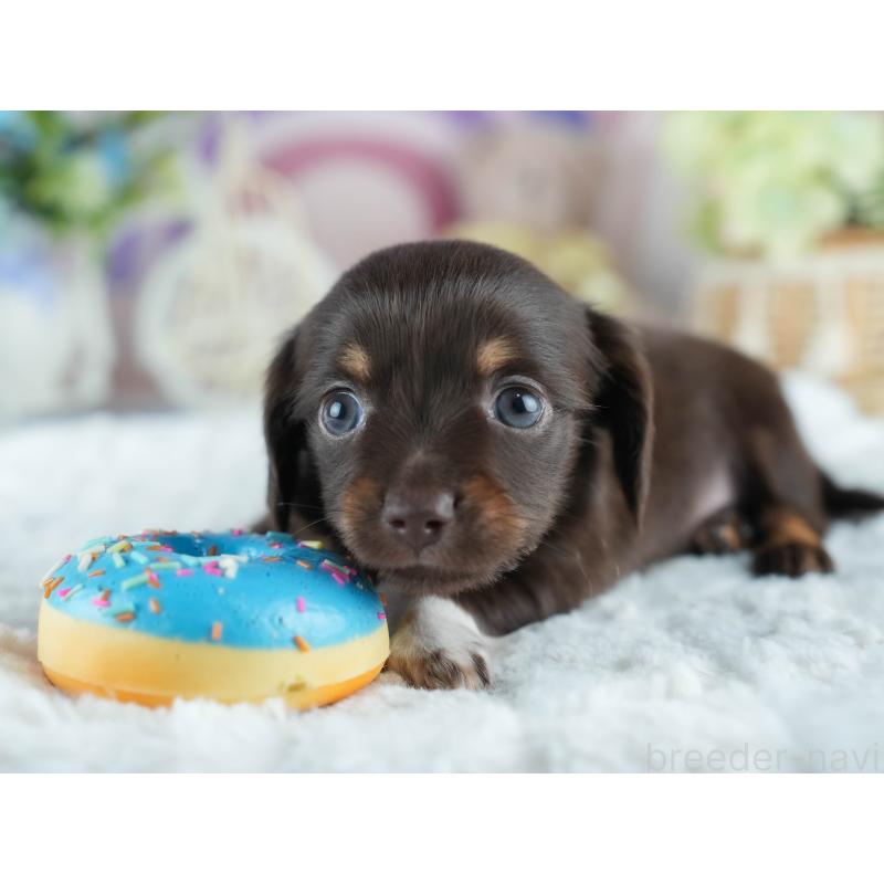 販売中の茨城県のミックス犬-414136の6枚目