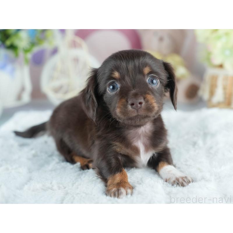 販売中の茨城県のミックス犬-414136の5枚目