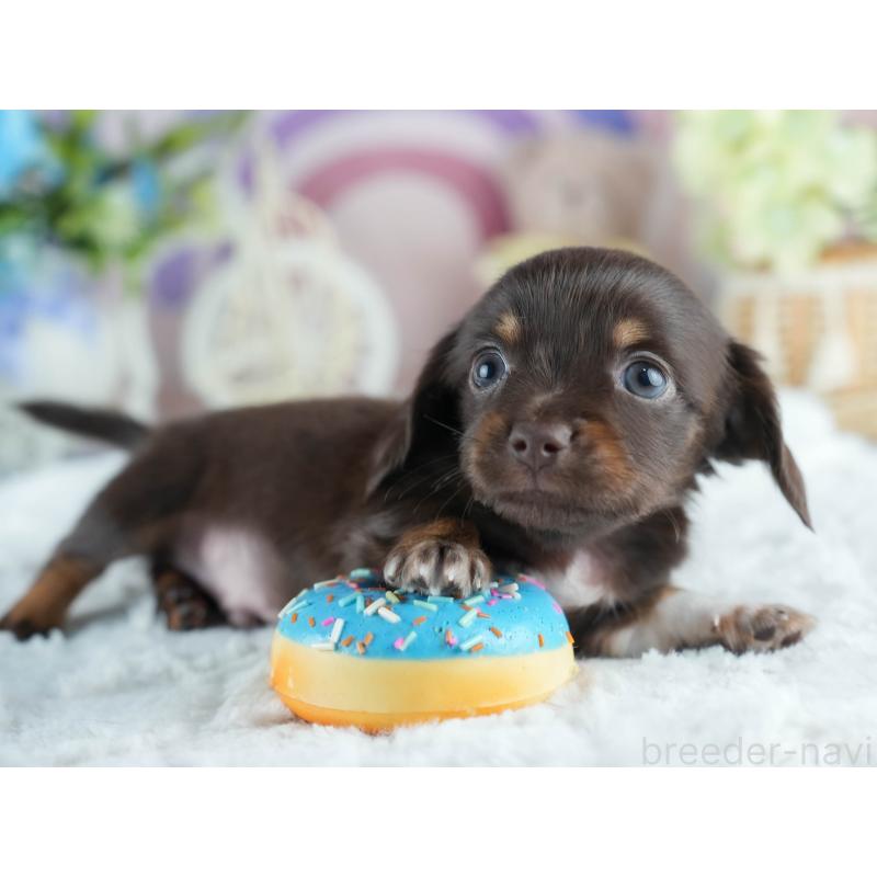 販売中の茨城県のミックス犬-414136の4枚目