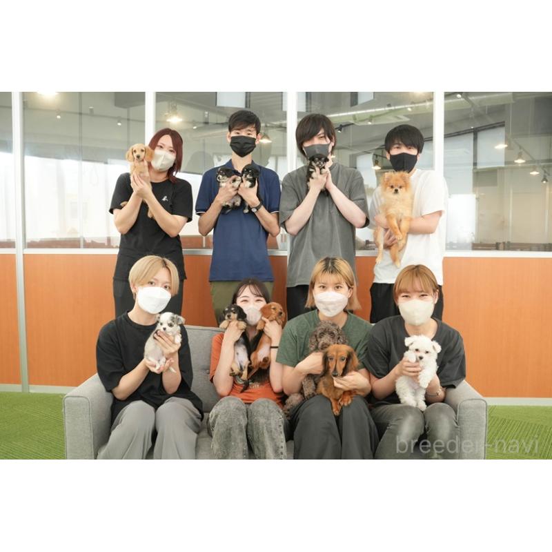 販売中の茨城県のミックス犬-414135の15枚目