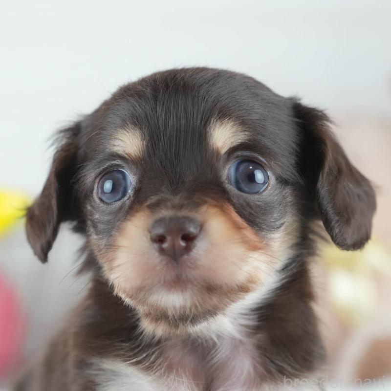 販売中の茨城県のミックス犬-414135の9枚目