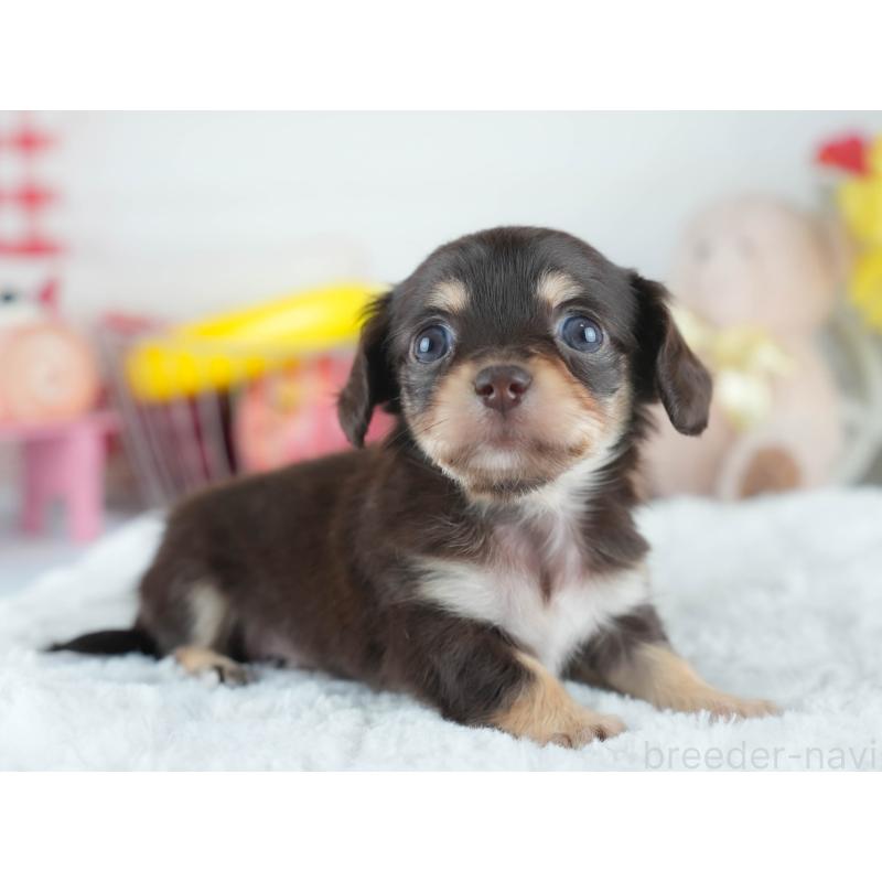 販売中の茨城県のミックス犬-414135の8枚目