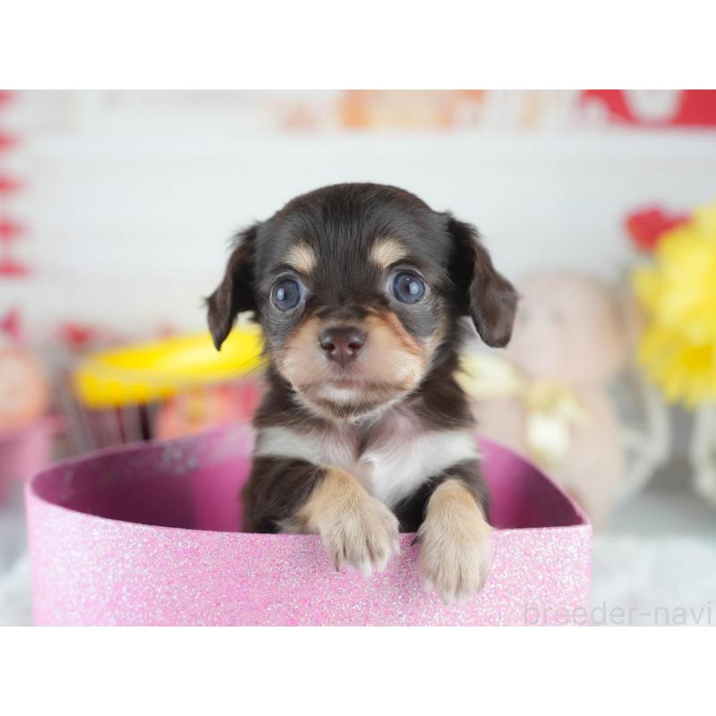 販売中の茨城県のミックス犬-414135の7枚目