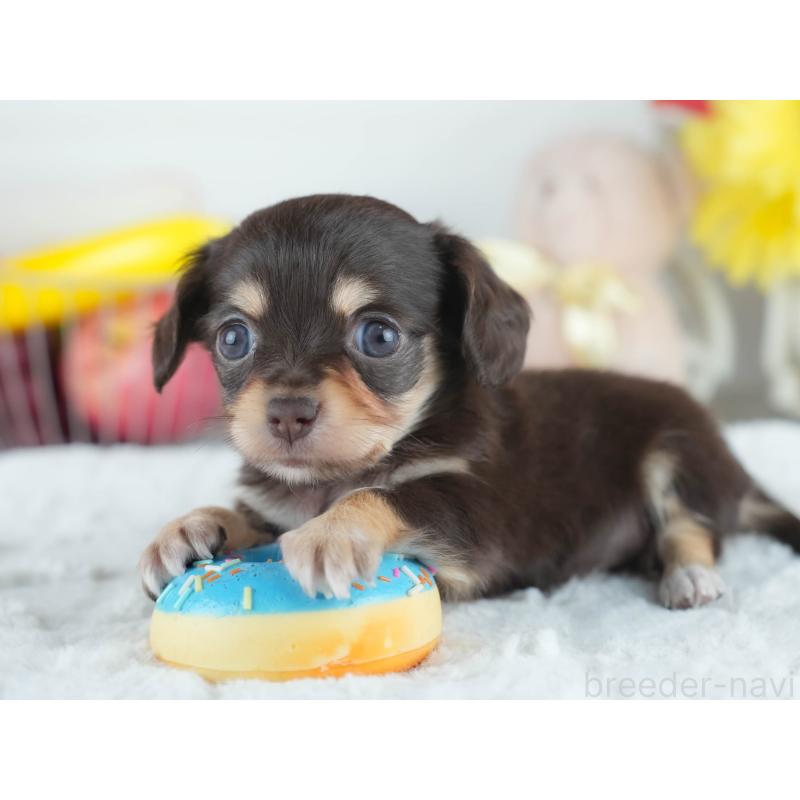 販売中の茨城県のミックス犬-414135の6枚目
