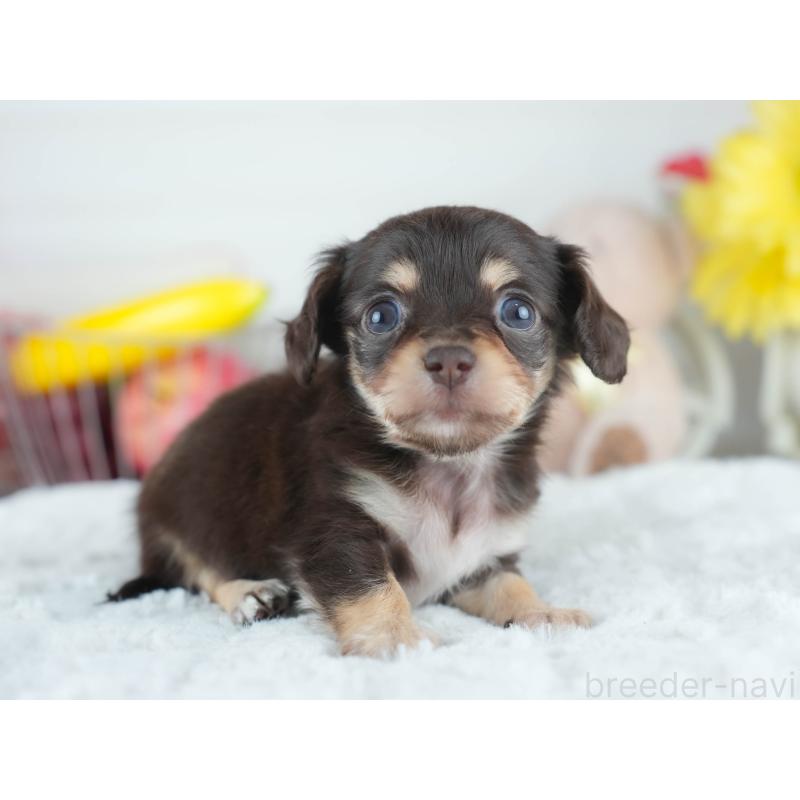 販売中の茨城県のミックス犬-414135の5枚目