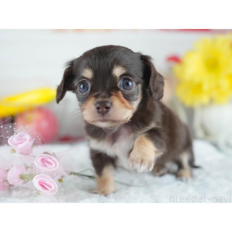 販売中の茨城県のミックス犬-414135の4枚目