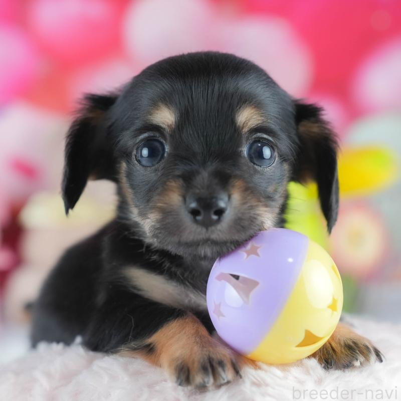 販売中の茨城県のミックス犬-414134