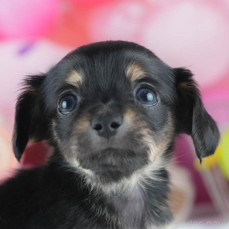 販売中の茨城県のミックス犬-414134の9枚目
