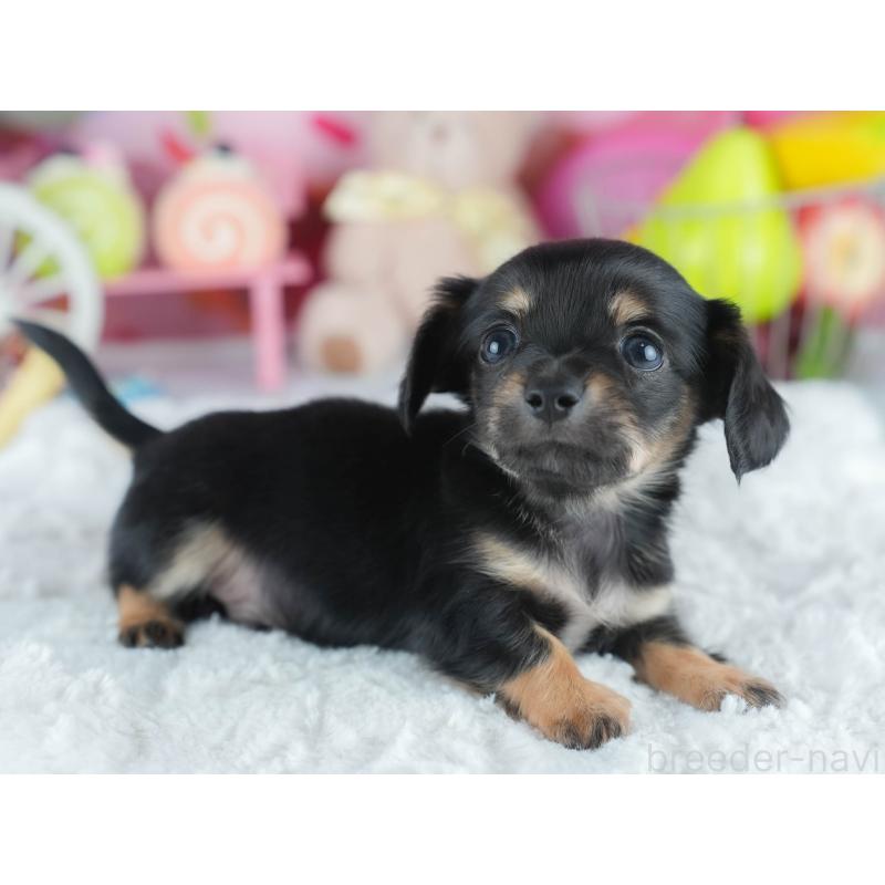 販売中の茨城県のミックス犬-414134の8枚目