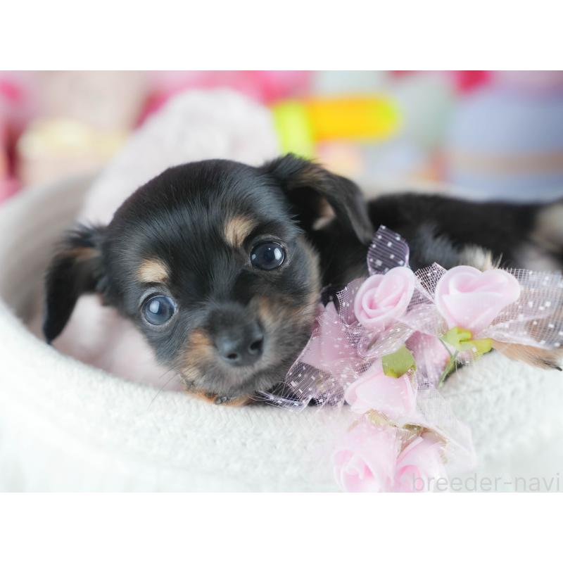 販売中の茨城県のミックス犬-414134の7枚目