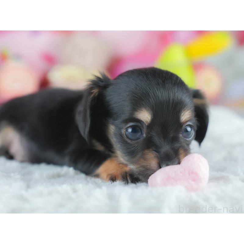 販売中の茨城県のミックス犬-414134の6枚目