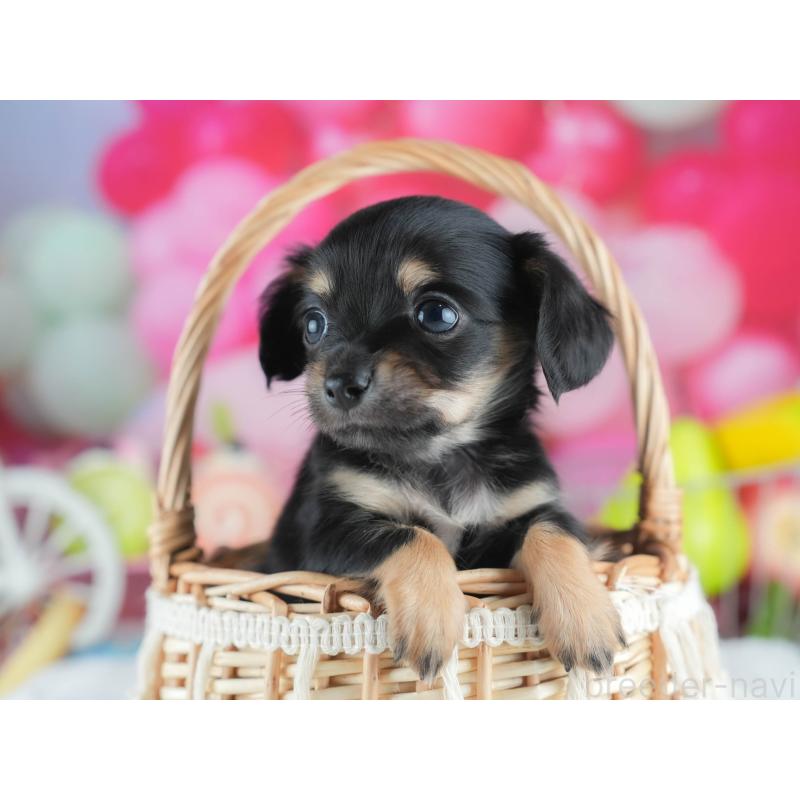 販売中の茨城県のミックス犬-414134の5枚目