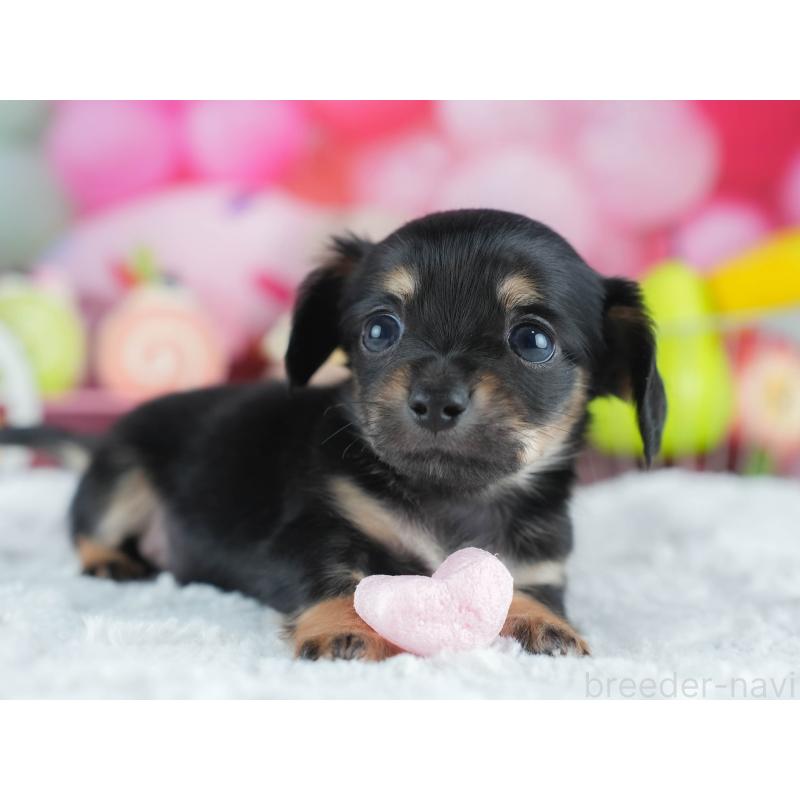 販売中の茨城県のミックス犬-414134の4枚目