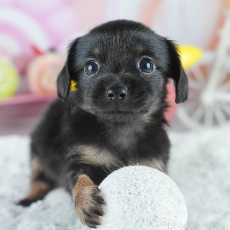 販売中の茨城県のミックス犬-414133の1枚目