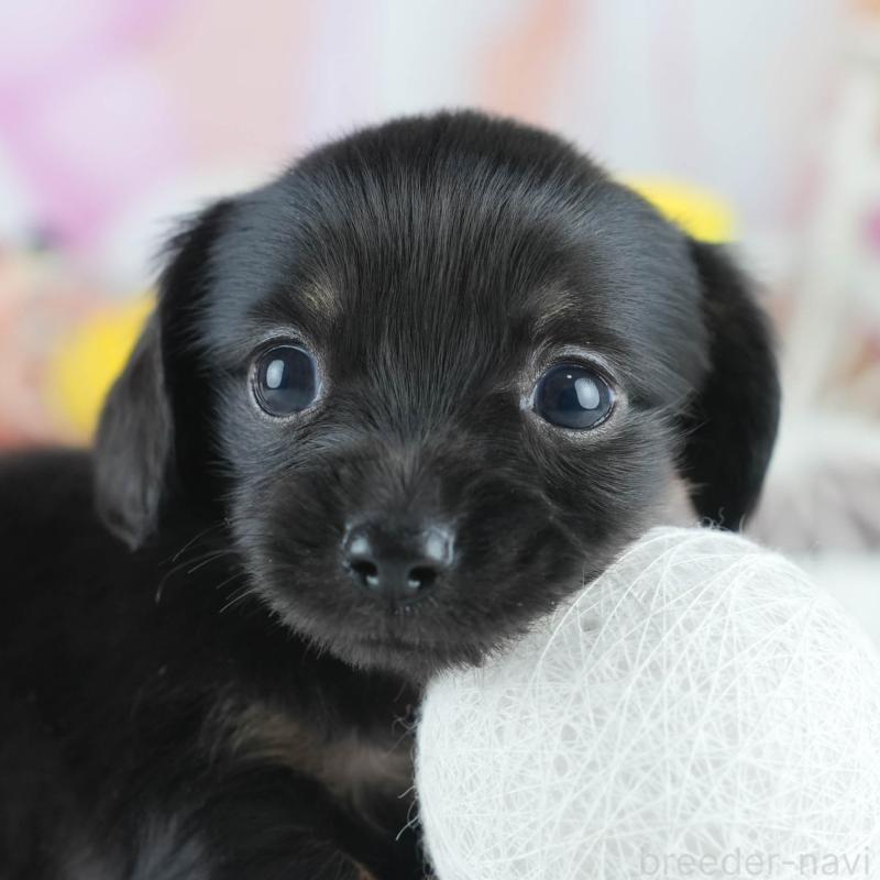 販売中の茨城県のミックス犬-414133の9枚目